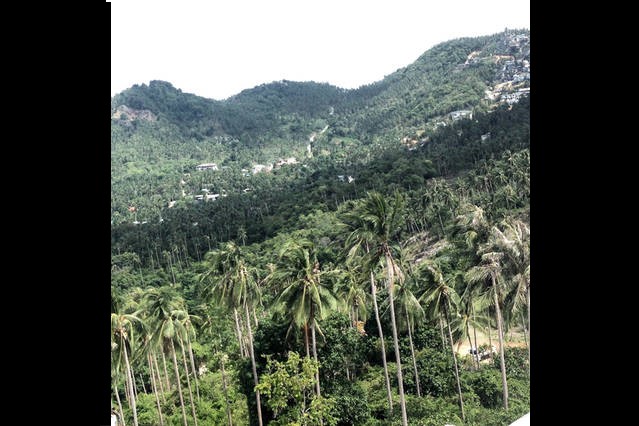 appartement de vacances-vue sur la cocoteraie depuis le balcon